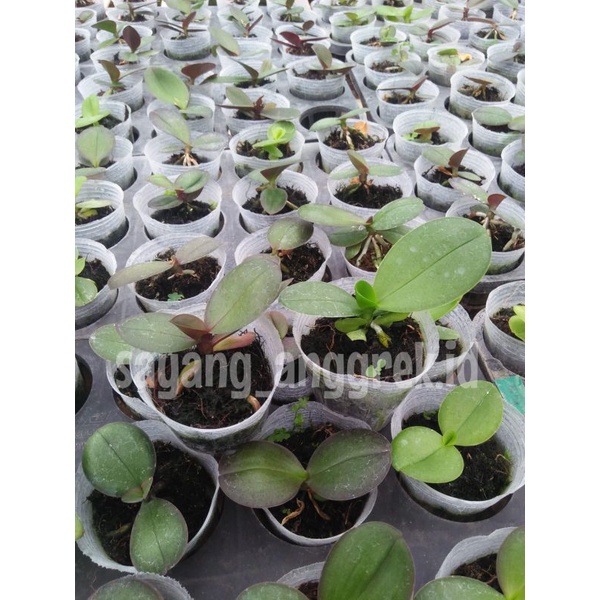 seedling anggrek bulan