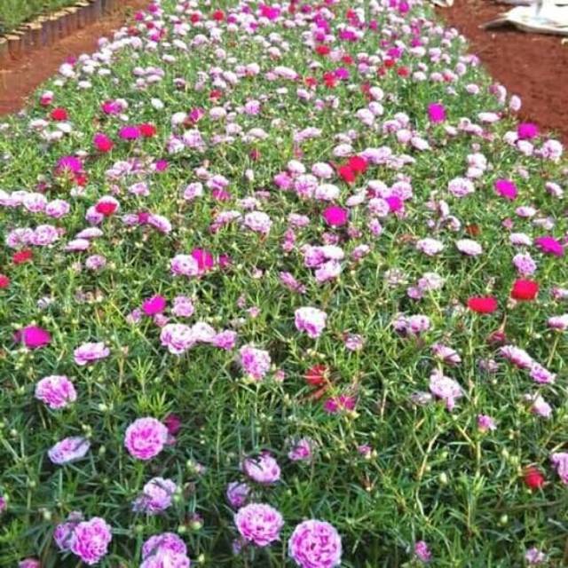 Tanaman Hias Sutra Bombay - Bunga Pukul Sembilan