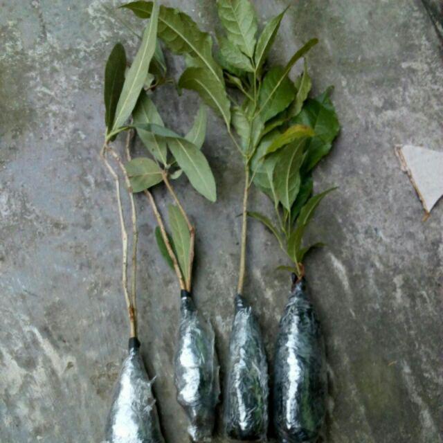 Bibit Tanaman Tabebuya Sakura