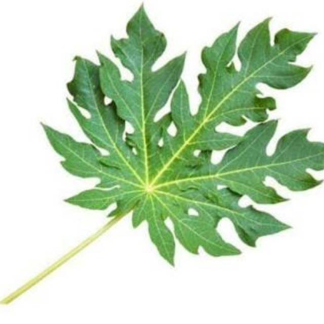 

Daun pepaya 1 ikat