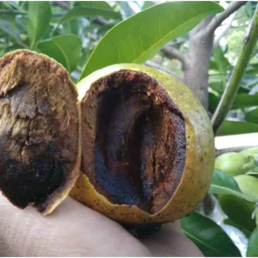 Bibit Buah Black Sapote Jumbo Giant
