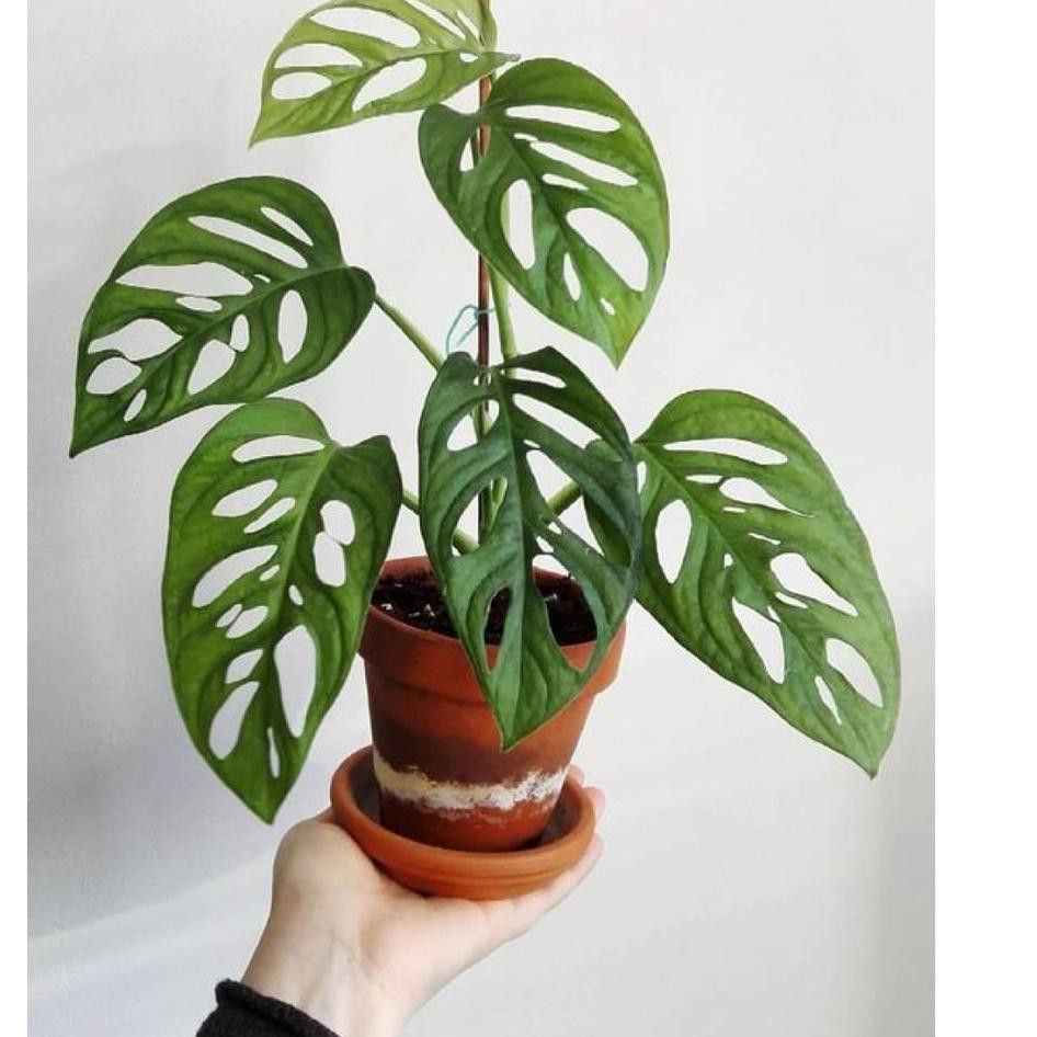 Gambar Asli Tanaman Bunga Hias Monstera Janda Bolong Shopee Indonesia