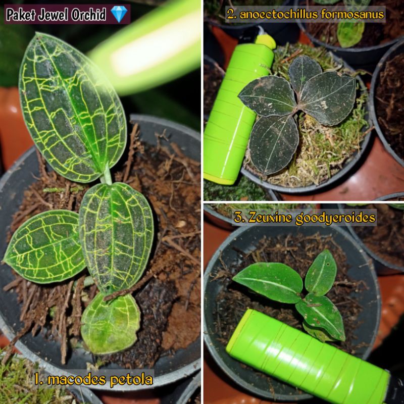 Paket Jewel Orchid