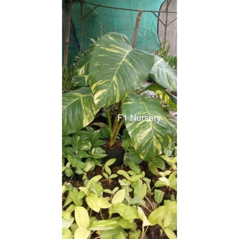 Sirih Gading Jumbo Varigata anakan