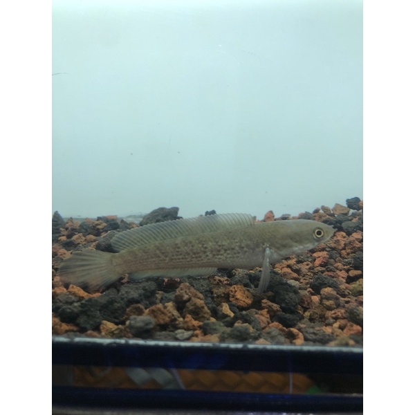 stewarti karbialong 9-10cm