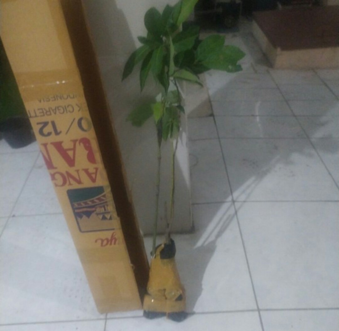 Terlaris  Bibit Tanaman Buah Alpukat Hass Asli!!!!