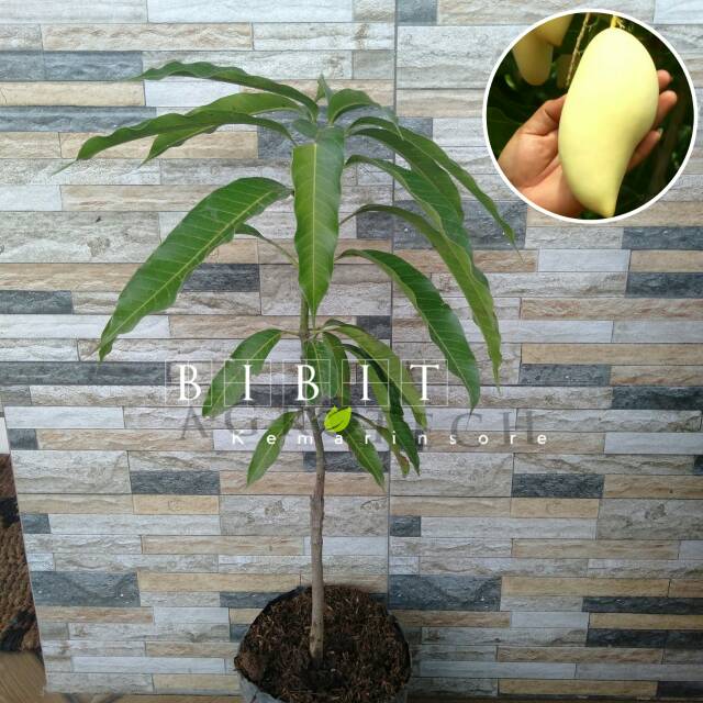 Bibit Mangga Chokanan/Tanaman Mangga Chokanan Okulasi(Jaminan Original)