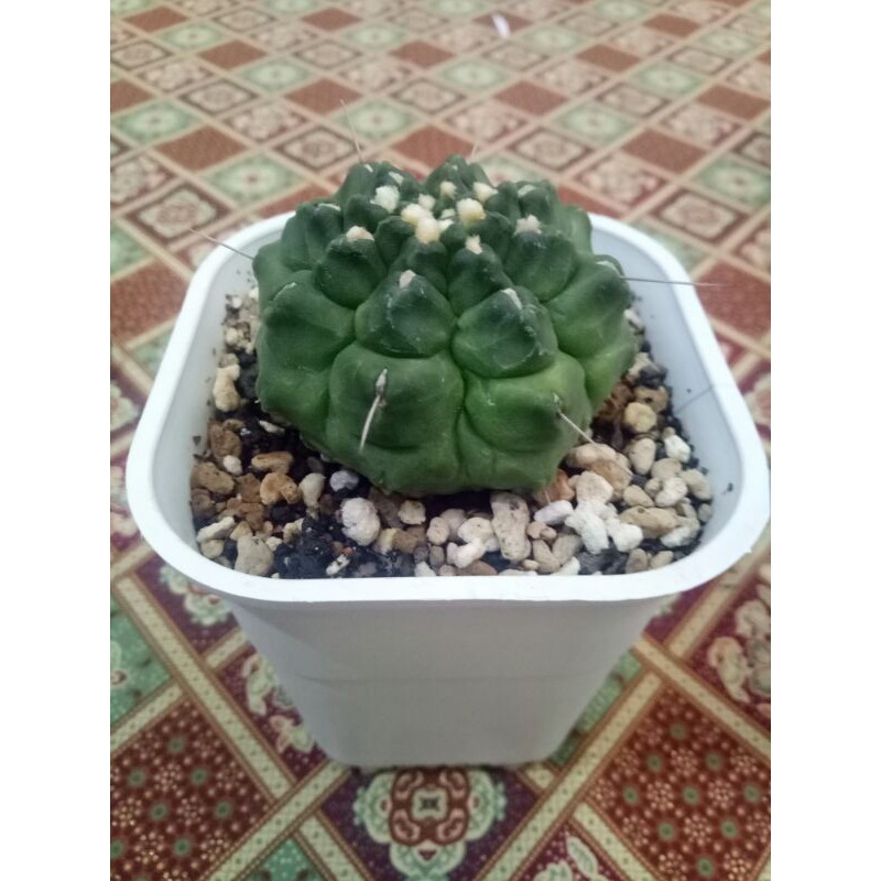 Gymnocalycium cv. kikko