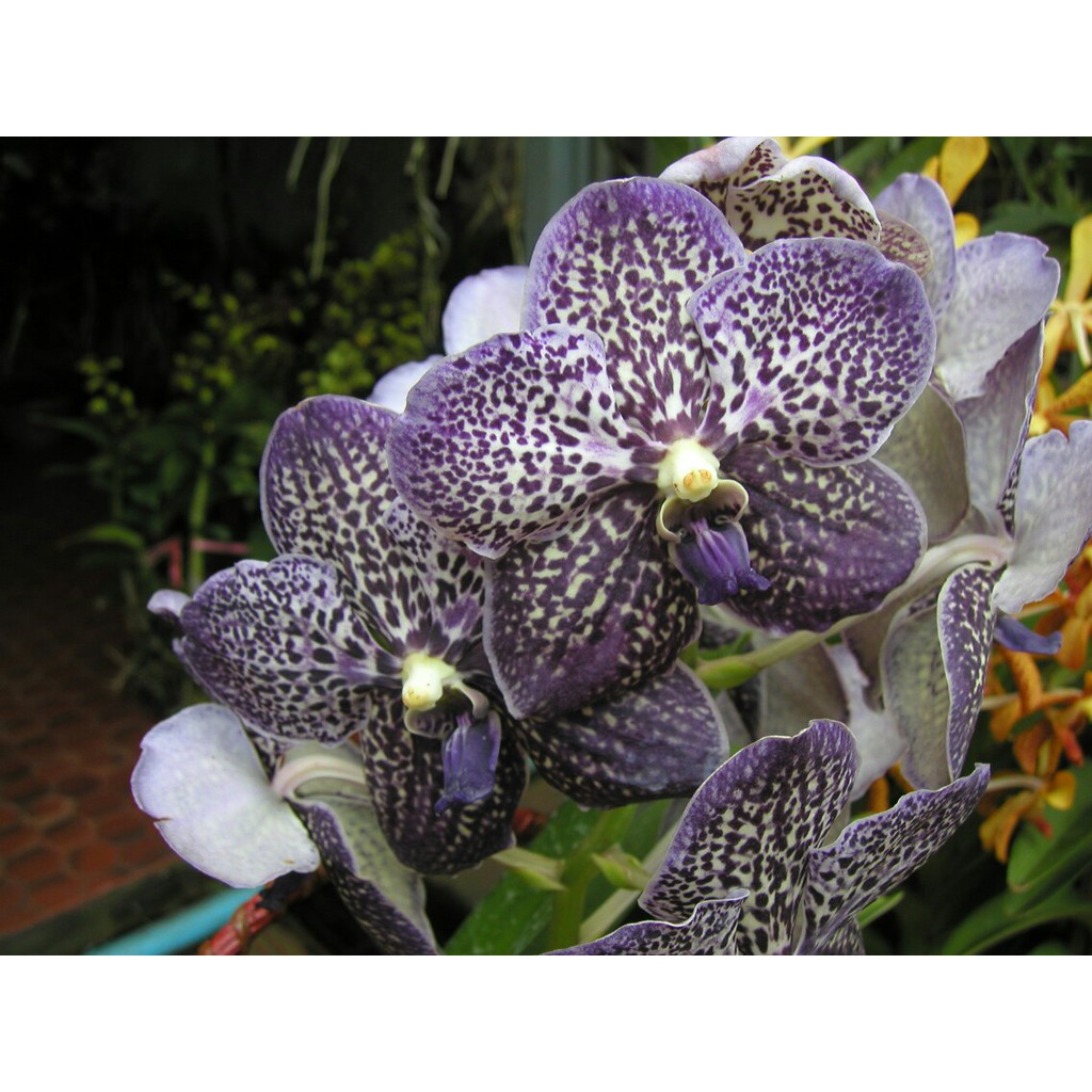 Anggrek Vanda Remaja