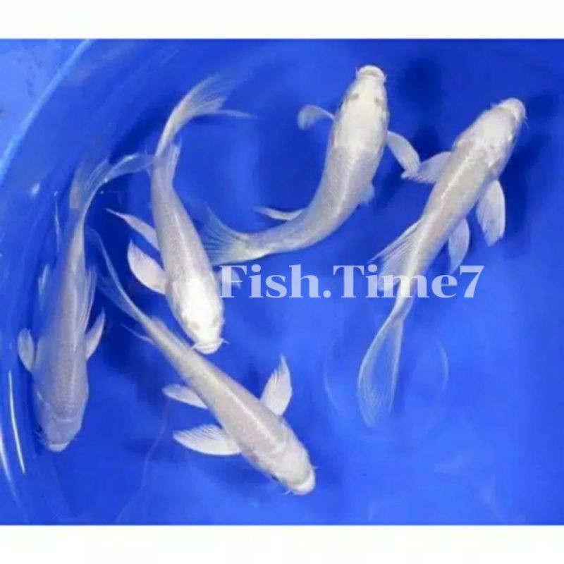 IKAN KOI KUMPAY SLAYER/SEMI KUMPAY SZ 5-7-8 CM