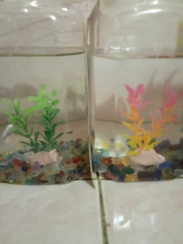 Toples Plastik Kotak Buat Ikan Cupang,permen 2.2 Liter