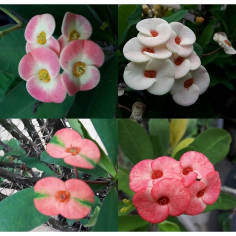 NEW!!! 4 PAKET TANAMAN HIAS EUPHORBIA