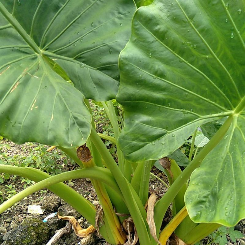 Benih Talas Sente Pakan Ikan Gurame