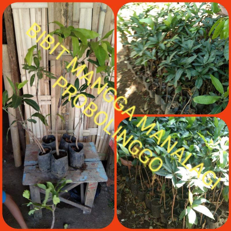 Bibit Buah Mangga Manalagi ASLI Probolinggo Jatim