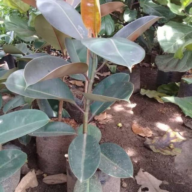 Ficus elastica rubber plant karet kebo indoor plant ficus tanaman indoor karet kebo