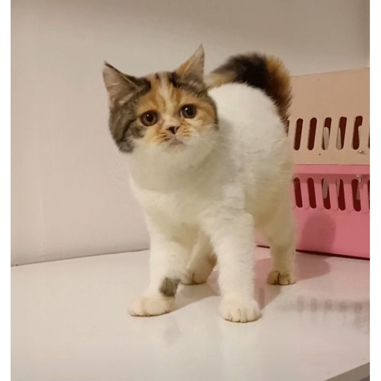 bsh non ped calico van kitten