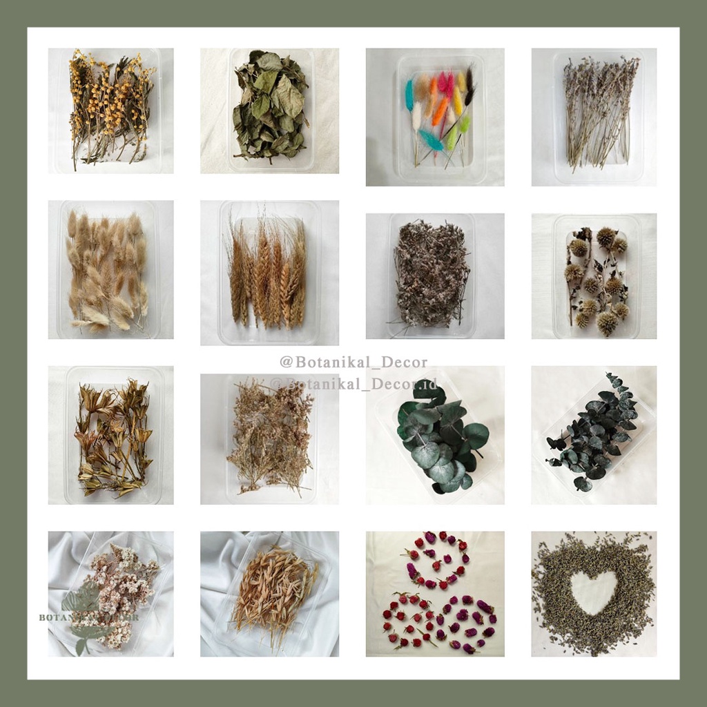 Jual Dried Flower Taiwan Acacia Rose Leaf Rainbow Lagurus Mini Lavender ...