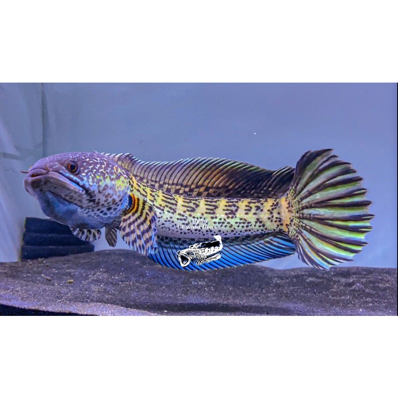 Channa Auranti Maculata 31-32 cm gondrong spek kontes