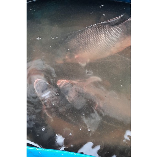 

ikan gurame hidup fresh1kg