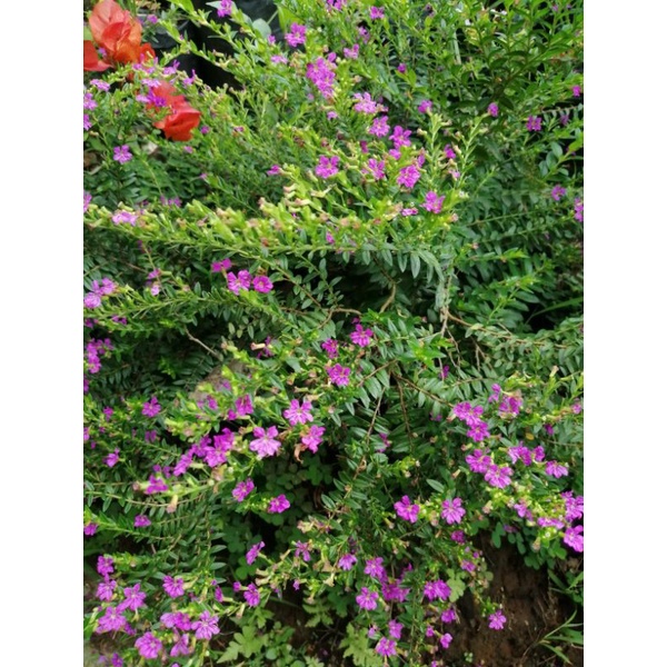 Taiwan beauty tanaman(ungu)