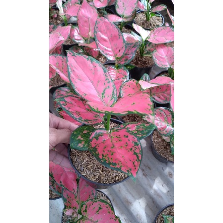 aglaonema red anjamani