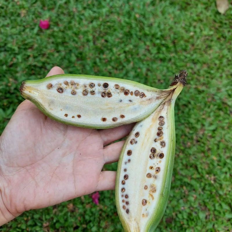 

Pisang Batu muda 1 Kg / Pisang Klutuk Muda