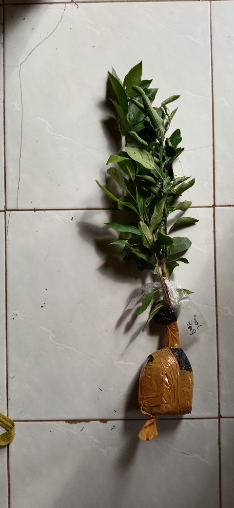 Bibit Buah Jeruk Pontianak 60 Cm Kbp