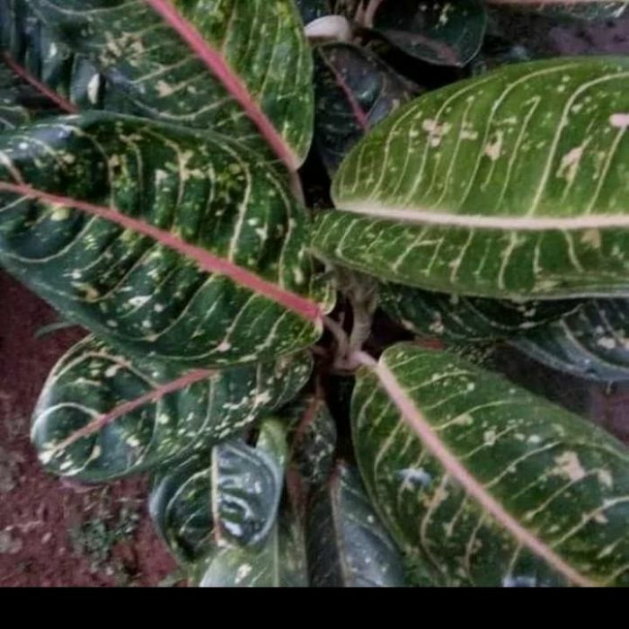 Tanaman hias aglonema donacarmen//aglonema donacarmen