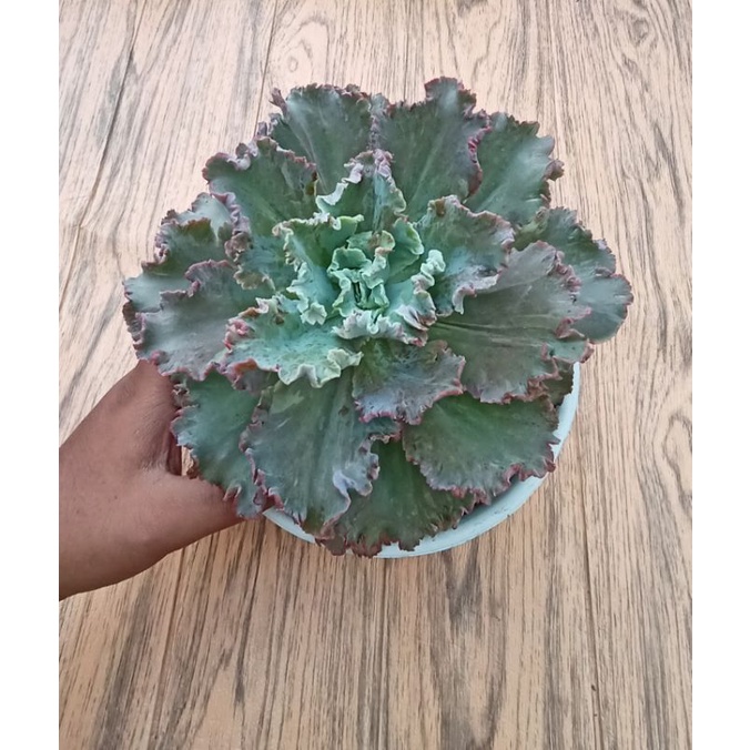 Echeveria shavina jumbo