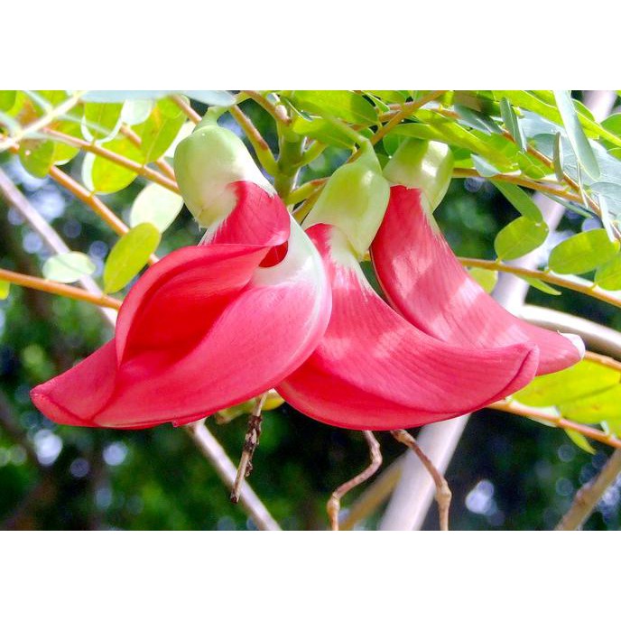 Anjai Bibit Tanaman Bunga Turi Merah (Obat Herbal)