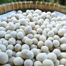 

KACANG ATOM RENYAH/GURIH 250G
