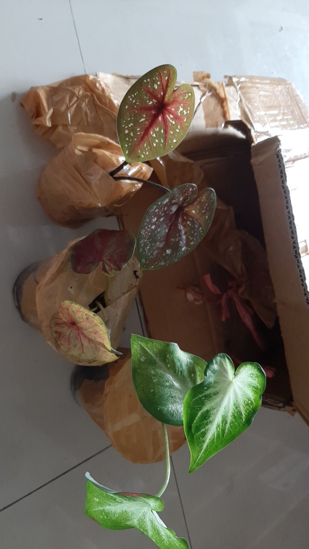 Caladium Shycool/ Dikirim Size Anakan-remaja Cat Tumpah