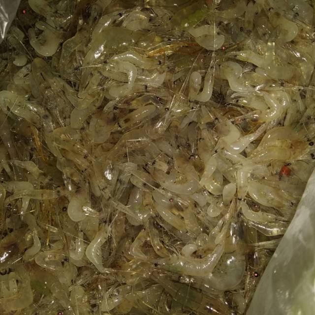 

udang wadukan