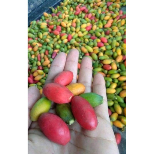 

Buah Melinjo