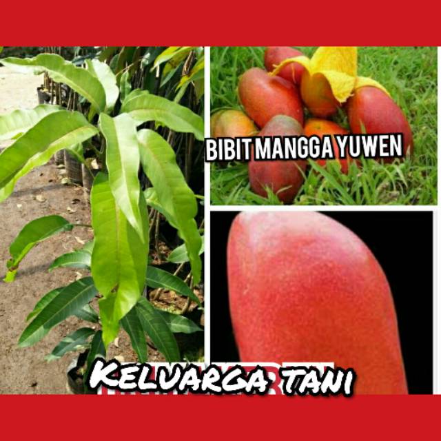 Bibit buah mangga yuwen