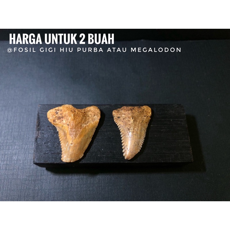 Fosil Taring Hiu Purba H10 atau Fosil Gigi Hiu Natural atau Megalodon