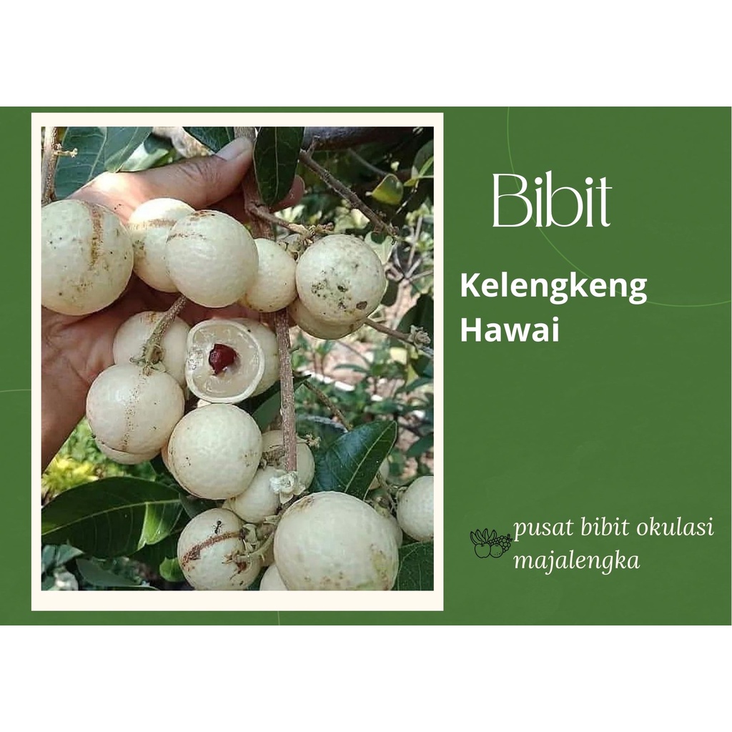 Bibit Buah Kelengkeng Hawai bibit lengkeng okulasi majalengka tanaman buah buahan