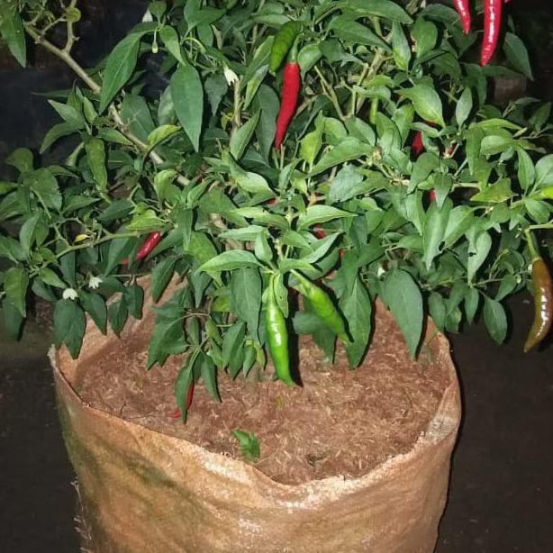 

pohon cabe rawit rimbun pedas