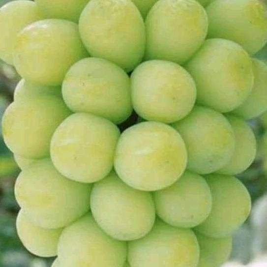 bibit anggur impor sine muscat/tanaman hidup