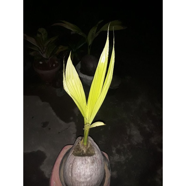 kelapa Albino
