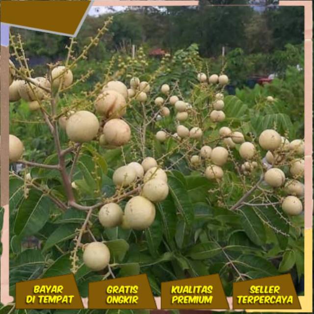 paket 4 bibit buah kelengkeng matalada