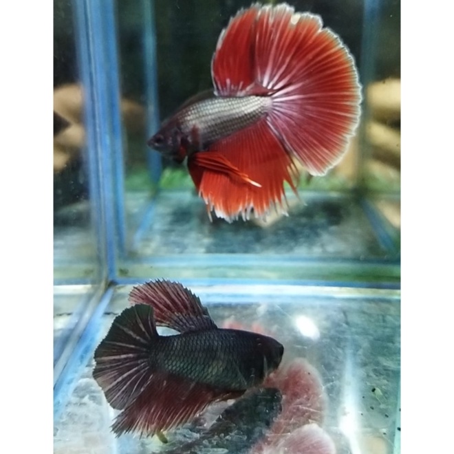 SEPASANG IKAN CUPANG HALFMOON/HM COPPER SERIES SIAP BREED 100% REALPICT (KODE AJ6)