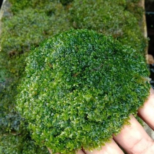 Tanaman aquascape Mos ricardia