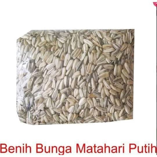 BENIH BIJI  BUNGA MATAHARI
