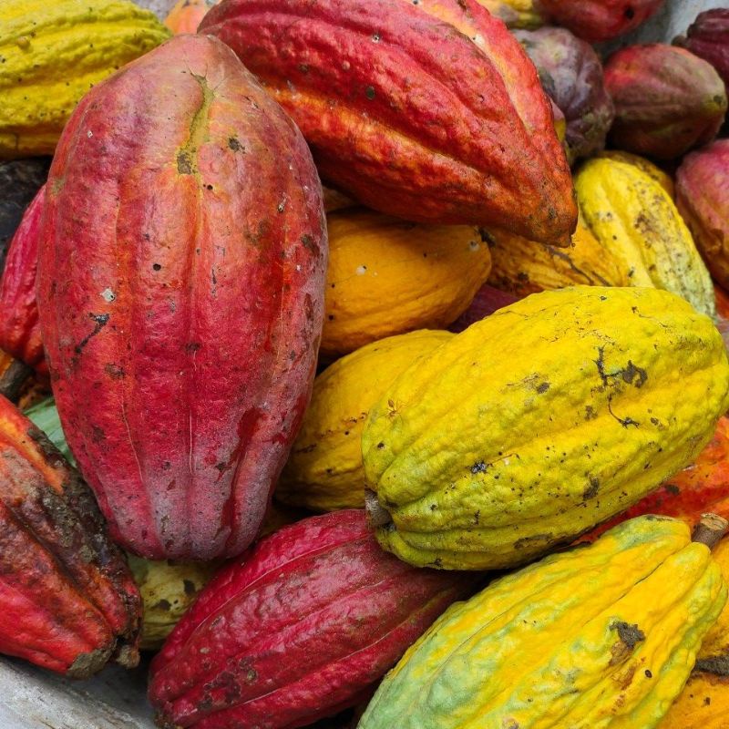 

coklat segar pilihan