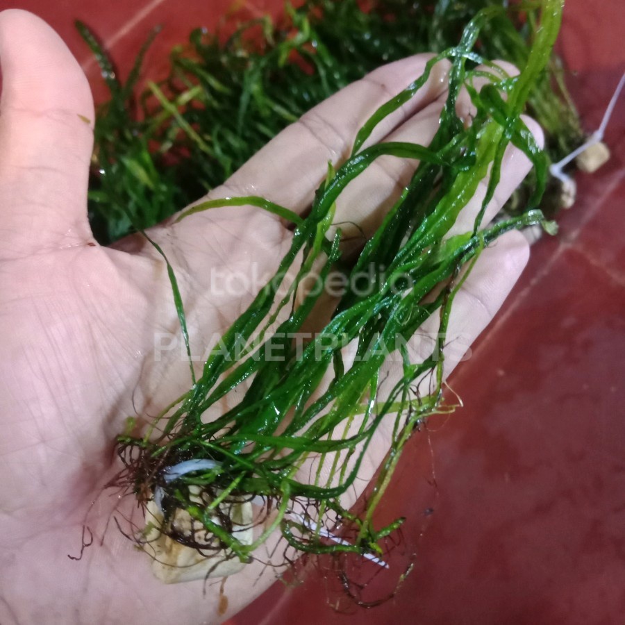 MICROSORUM NEEDLE DAUN AIR AKA KADAKA NEEDLE AQUASCAPE