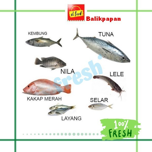 Jual IKAN LAUT SEGAR 1 Kg /(EL FOOD)/Daging/Seafood/Ikat Laut Segar