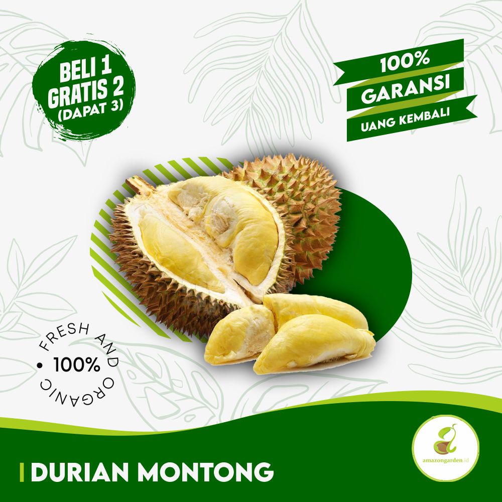 3 BIBIT DURIAN MONTHONG/ DURIAN MONTONG + PUPUK + SEKAM + PANDUAN