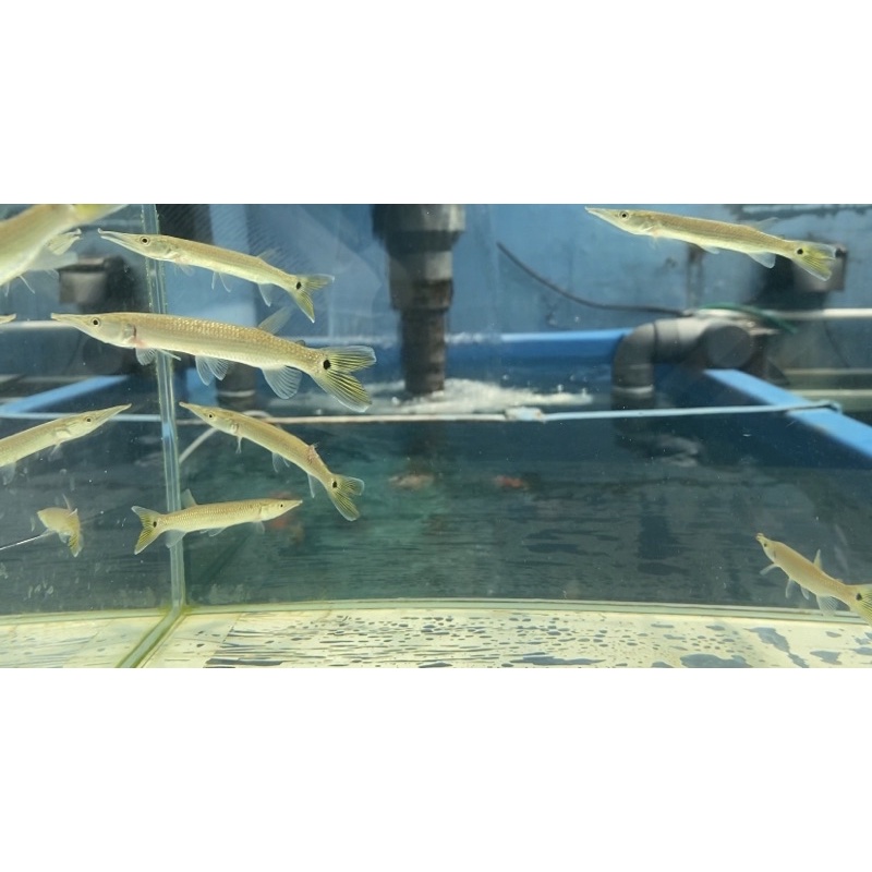 Ikan Hias Hujeta Gar