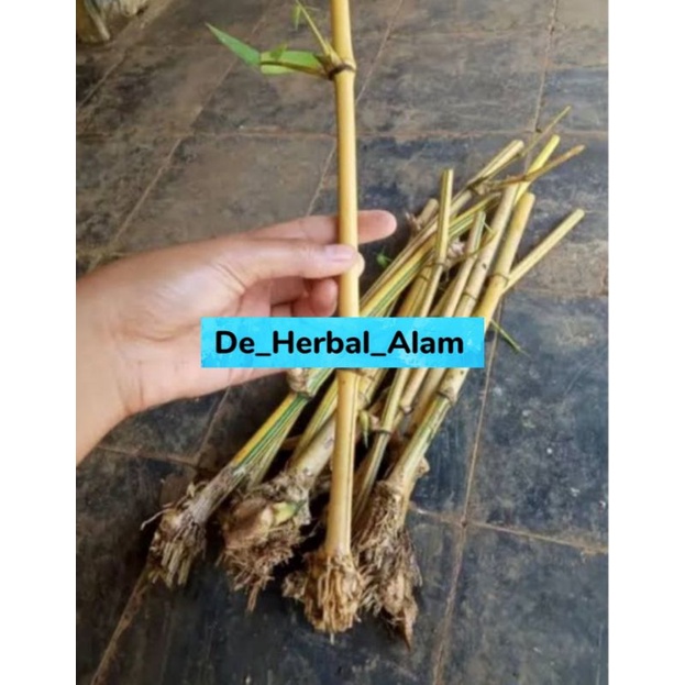 Bibit bambu kuning stek bambu kuning Tanaman bambu kuning hiasan alam panjang 25/30 cm